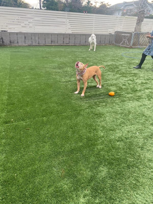 横浜のワンボックスタクシー・ハイヤー「ジュンタク」／TAXI-JUN（タクシージュン）