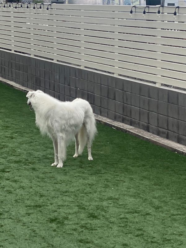 横浜のワンボックスタクシー・ハイヤー「ジュンタク」／TAXI-JUN（タクシージュン）