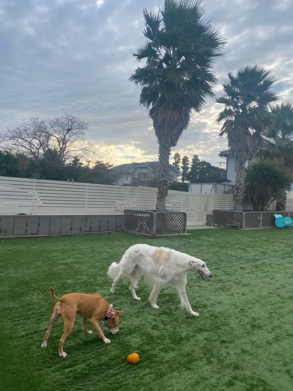 横浜のワンボックスタクシー・ハイヤー「ジュンタク」／TAXI-JUN（タクシージュン）