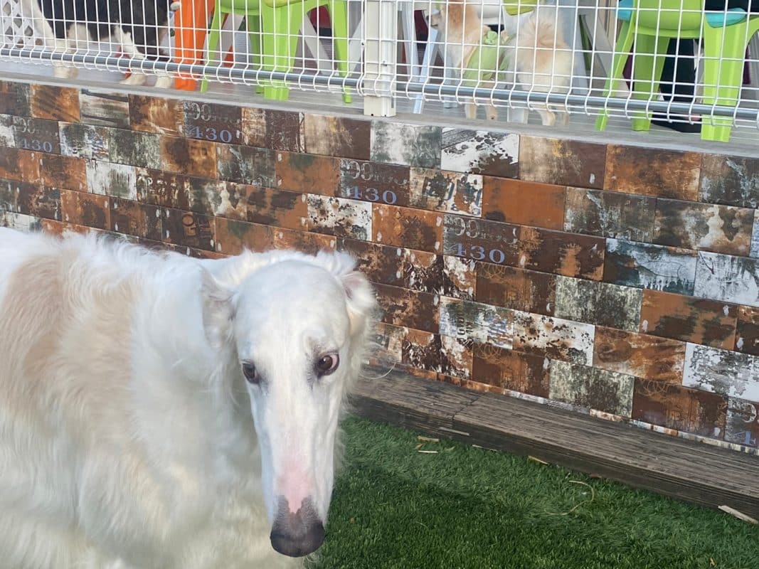 横浜のワンボックスタクシー・ハイヤー「ジュンタク」／TAXI-JUN（タクシージュン）