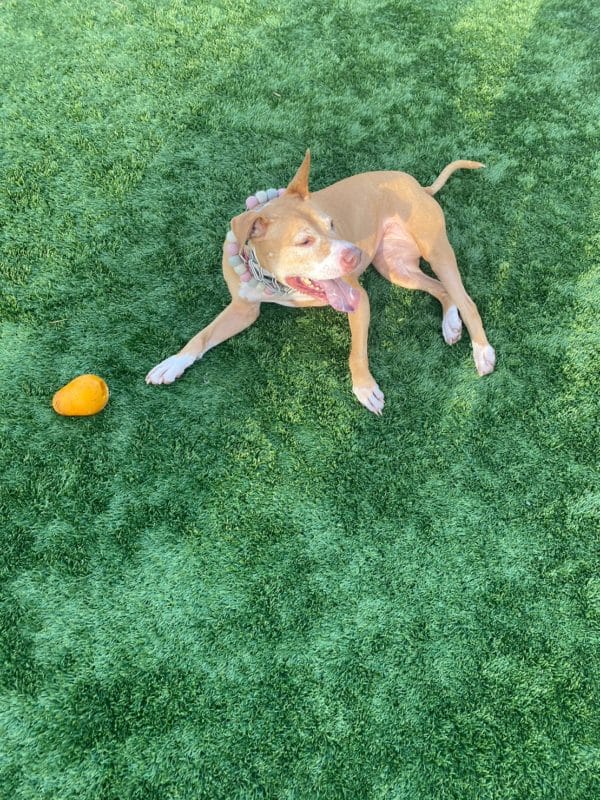 横浜のワンボックスタクシー・ハイヤー「ジュンタク」／TAXI-JUN（タクシージュン）