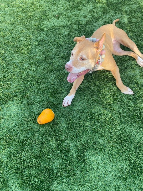 横浜のワンボックスタクシー・ハイヤー「ジュンタク」／TAXI-JUN（タクシージュン）